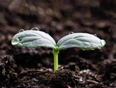 Genç salatalık toprakta filizleniyor.