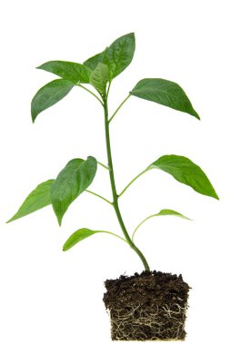 Kökleri beyaz arka planda olan kırmızı biberli genç bitki.