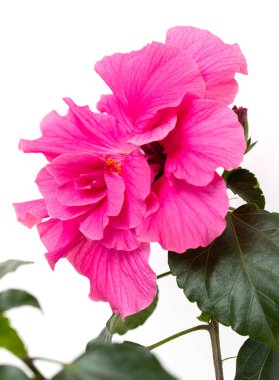 beyaz arkaplanda amberçiçeği çiçeği