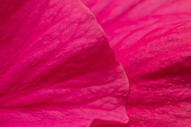 Arkaplan olarak pembe çiçek yaprakları