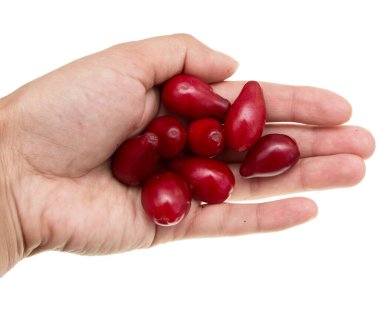 Beyaz arka planda kızılcık meyvesi