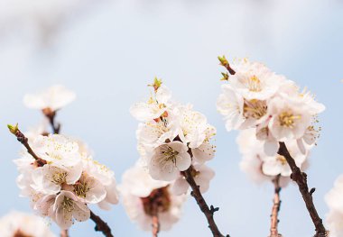 Kayısı çiçekleri gökyüzüne karşı bir dalda