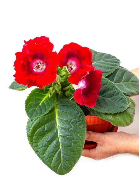 Flor Terciopelo Hogar Rojo Sobre Fondo Blanco — Foto de Stock