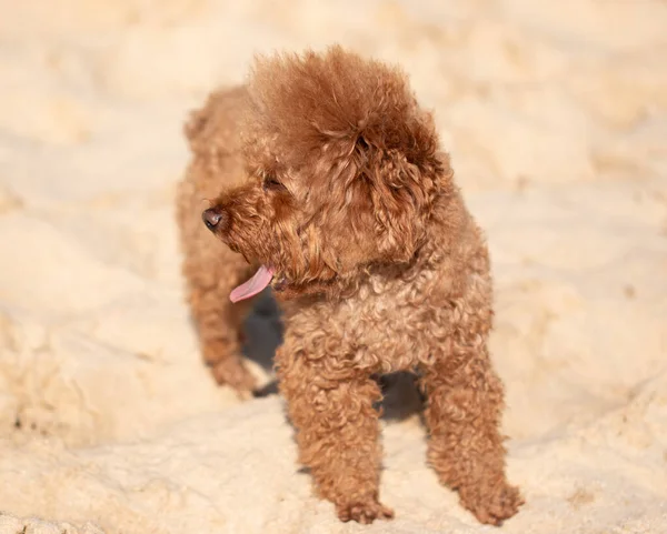 Brun Renrasig Fluffig Hund För Promenad — Stockfoto