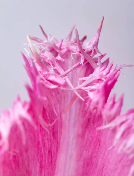 Rózsaszín Tulipán Szirom Mint Háttér — Stock Fotó