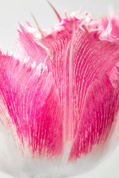 Rosa Tulpenblütenblatt Als Hintergrund — Stockfoto