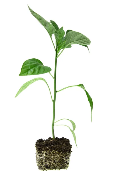 白を基調とした根を持つ赤唐辛子の若い植物 — ストック写真