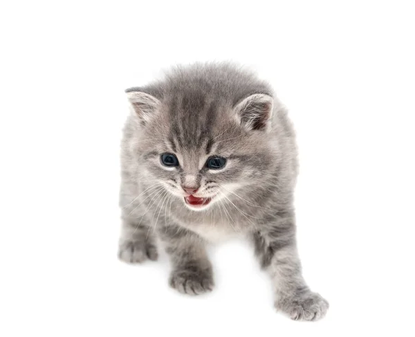 Gray Kitten One Month Old White Background — Stock Photo, Image