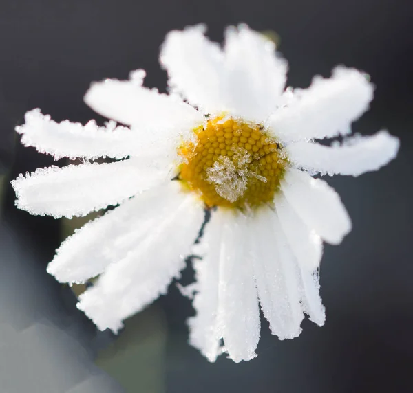 Fleur Camomille Dans Glace — Photo