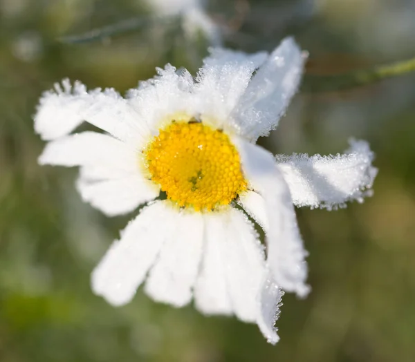 氷の中のカモミールの花 — ストック写真