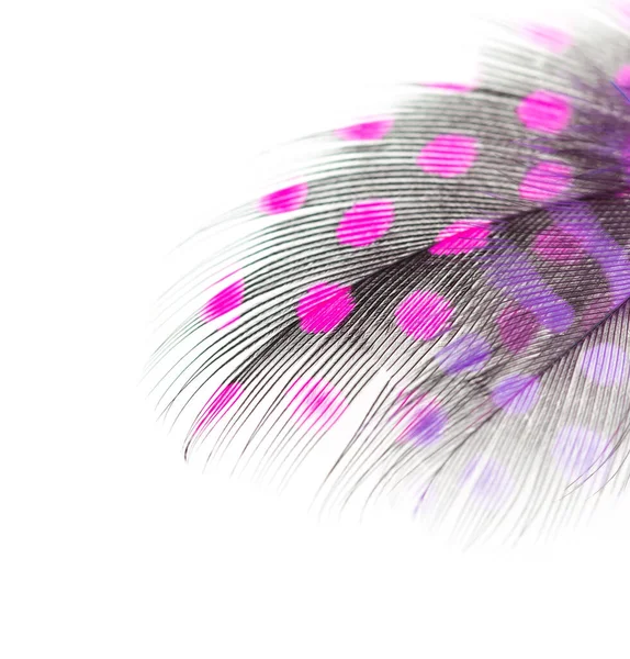Black Feather Pink Spots White Background — Stock Photo, Image