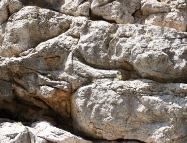 Beyaz yapraklı papatya çayı