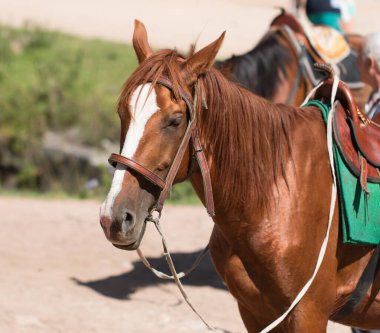 Arka plan olarak at kafası