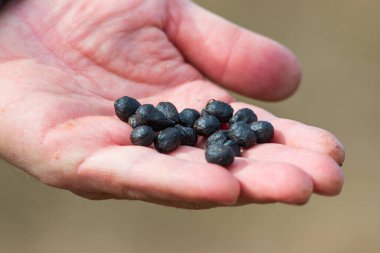 Koyun dışkısı, elinde top şeklinde.