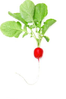 Beyaz arkaplanda taze turp