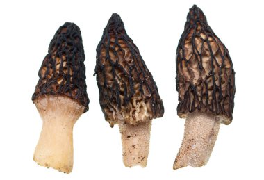 Beyaz arka planda yenilebilir taze mantar.