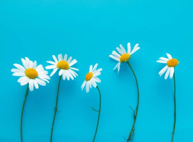 Mavi arka planda taze papatyalar.