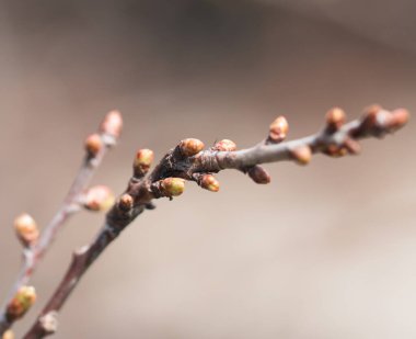 Ağaçtaki tomurcuklar