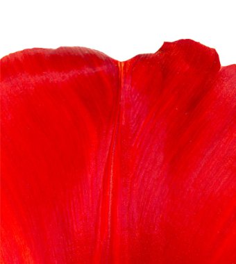 arkaplan olarak çiçek yaprağı