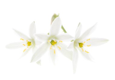 Beyaz arkaplanda çiçek kardamlaları