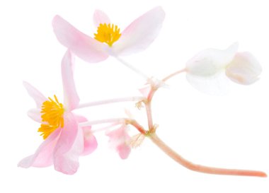 Beyaz arkaplanda pembe çiçekler