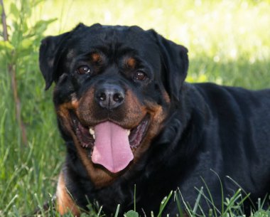 Rottweiler siyah büyük güzel
