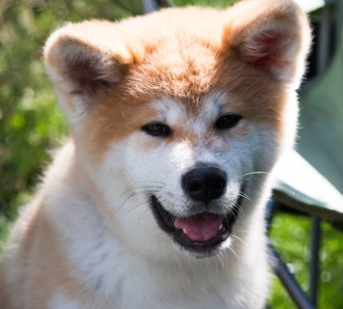 Kahverengi benekli beyaz köpek.