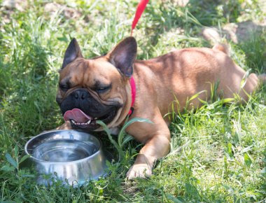 Siyah safkan kahverengi köpek.