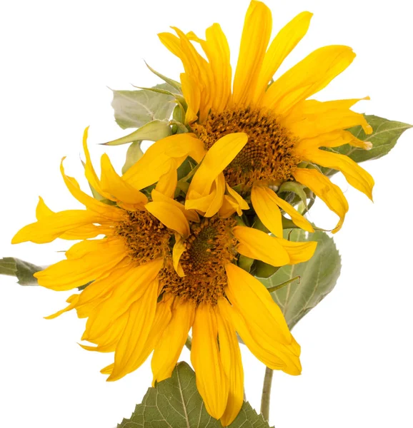 Sunflower flowers on a white background