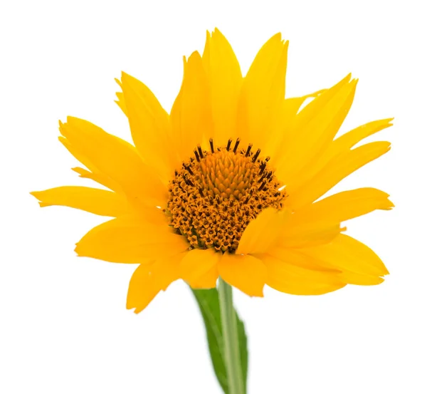 Flor Amarela Sobre Fundo Branco — Fotografia de Stock