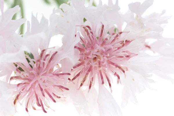 Розовые Цветы Василька — стоковое фото
