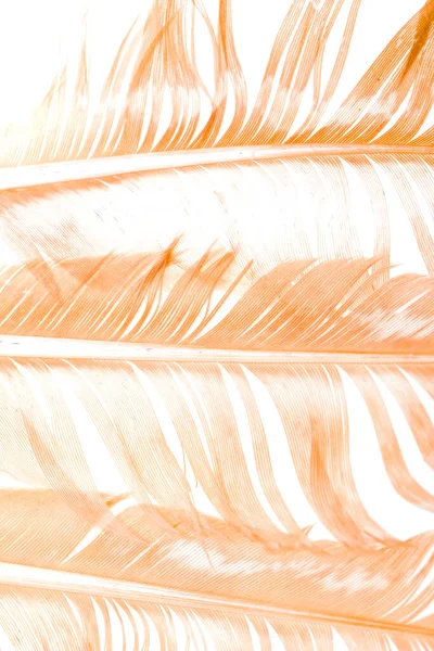 Beyaz Arka Planda Kahverengi Tüyler — Stok fotoğraf