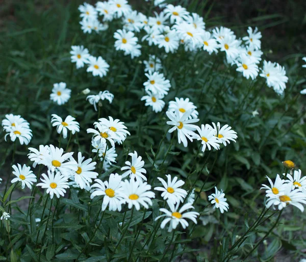 Chamomile Bush Background — Stock Photo, Image