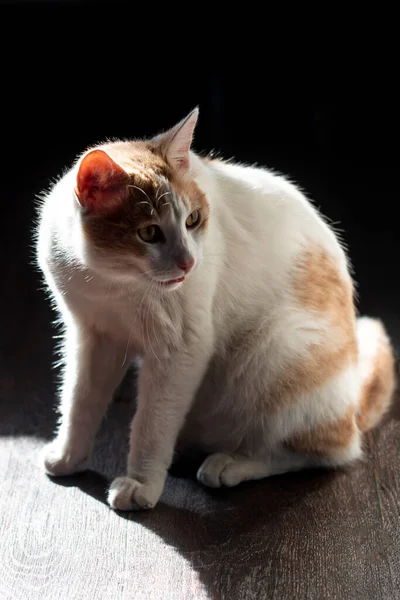 Fehér Macska Piros Foltok Háttérben Kontraszt Világítás — Stock Fotó