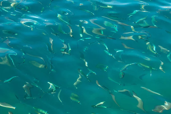 Sylwetki Ryb Czystej Niebieskiej Wodzie — Zdjęcie stockowe