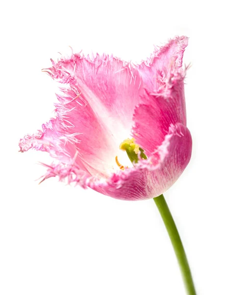 Tulipe Décorative Rose Sur Fond Blanc — Photo