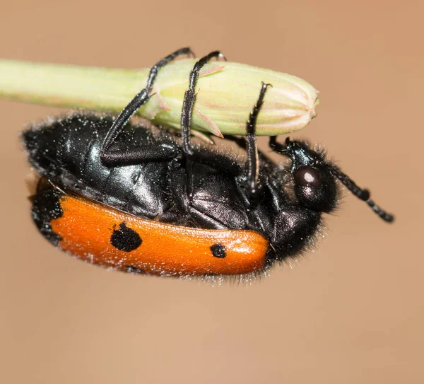 Käfer Mit Roten Flügeln Auf Einer Blume — Stockfoto