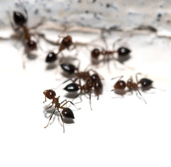 Mieren Witte Achtergrond — Stockfoto