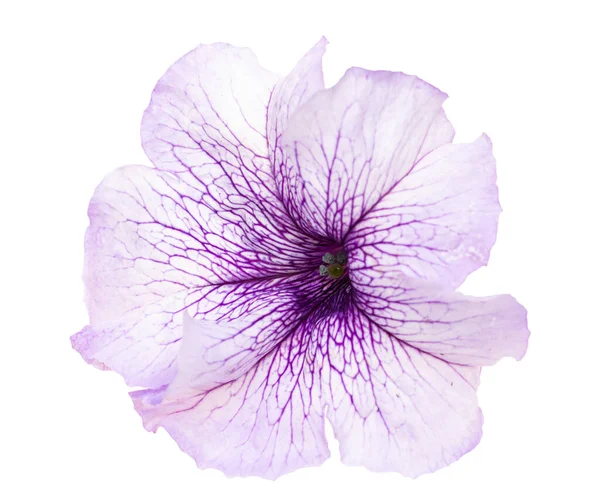 Vit Blomma Med Blå Vener Petunia Vit Bakgrund — Stockfoto