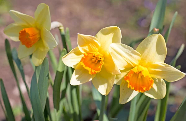 Narcissus Blommor Som Bakgrund — Stockfoto
