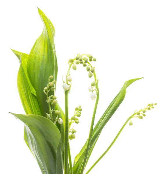 Lily Völgy Virágok Fehér Háttér — Stock Fotó