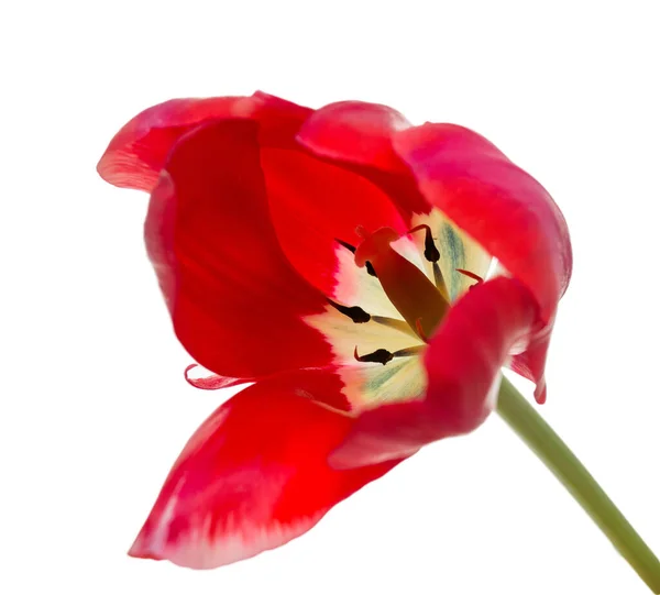 Tulipes Sur Fond Blanc — Photo