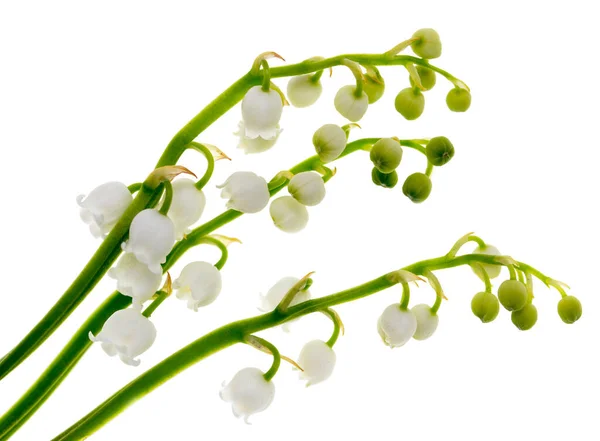 Lily Völgy Virágok Fehér Háttér — Stock Fotó