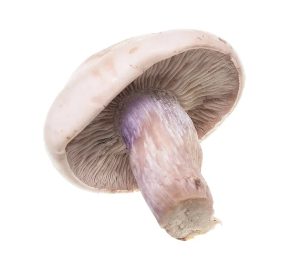 白色背景上有蓝脚的蘑菇 — 图库照片