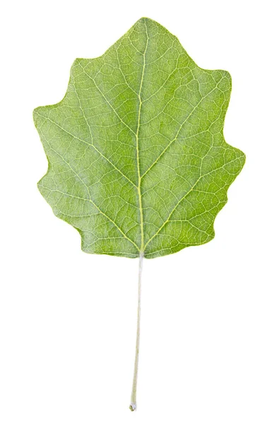 Hoja Arce Verde Sobre Fondo Blanco — Foto de Stock