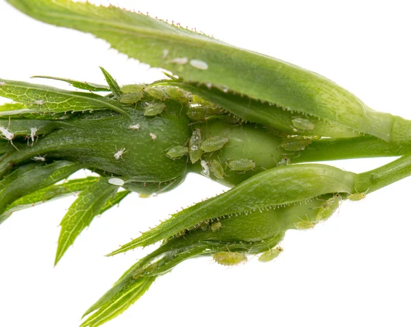 Aphids Leaves White Background — Stock Photo, Image