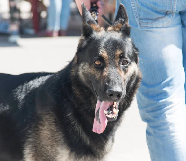 Anjing Dari Ras Anjing Gembala — Stok Foto