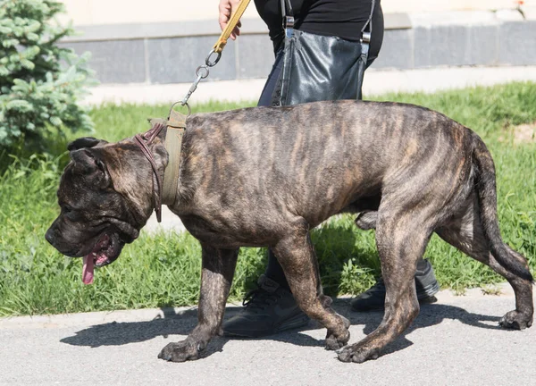 Purebred Cão Marrom Preto Grande Bonito — Fotografia de Stock