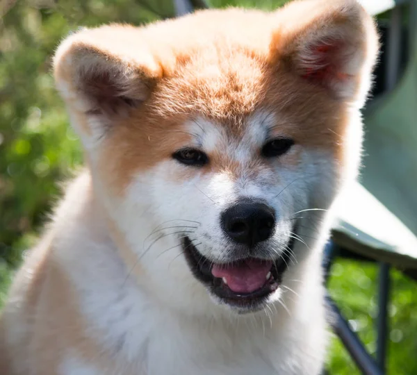 褐色の斑点のある白い犬 — ストック写真
