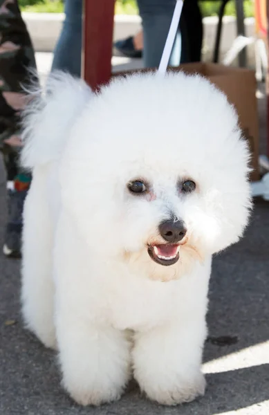 Branco Cão Puro Sangue Fofo — Fotografia de Stock